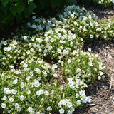 CAMPANULA RAPIDO WHITE