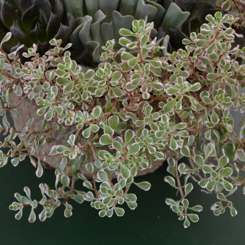 SEDUM SPURIUM TRICOLOR