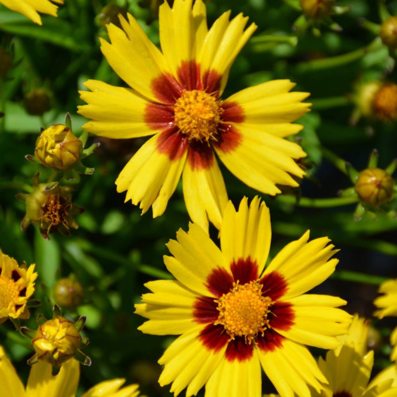 COREOPSIS SUNKISS