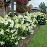 HYDRANGEA FIRE LIGHT