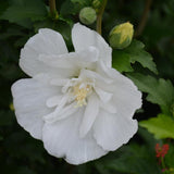 ROSE OF SHARON WHITE PILLAR