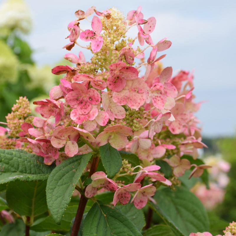 HYDRANGEA QUICK FIRE STANDARD