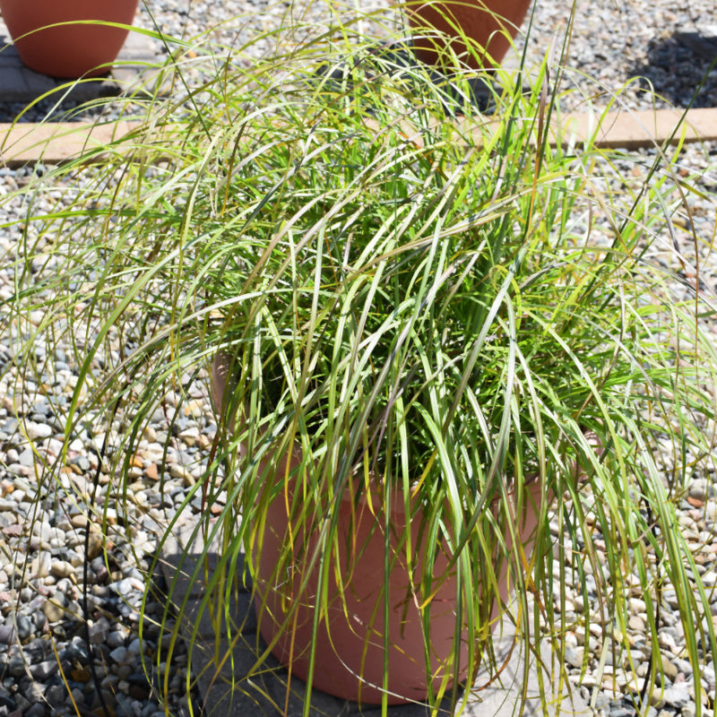 MISCANTHUS LITTLE MISS