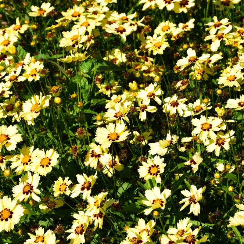 COREOPSIS UPTICK CREAM & RED