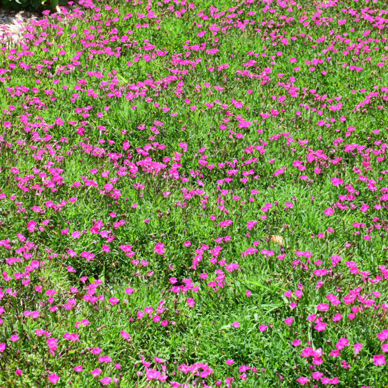 DIANTHUS BEAUTIES KAHORI PINK