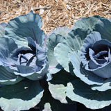 Seed- Cabbage Red Express