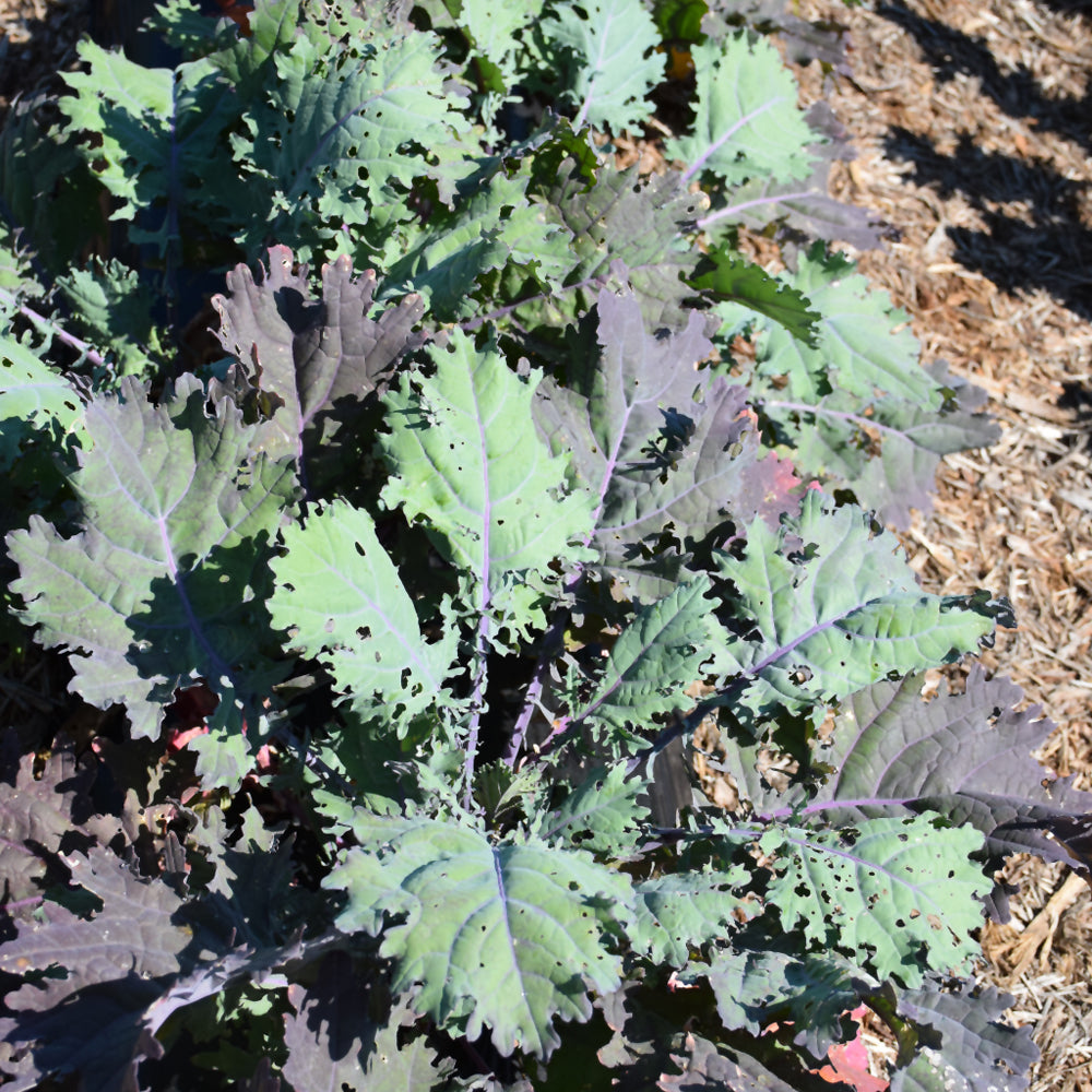 Organic Seed- Kale Red Russian