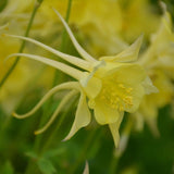 AQUILEGIA GOLDFINCH