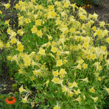 AQUILEGIA GOLDFINCH