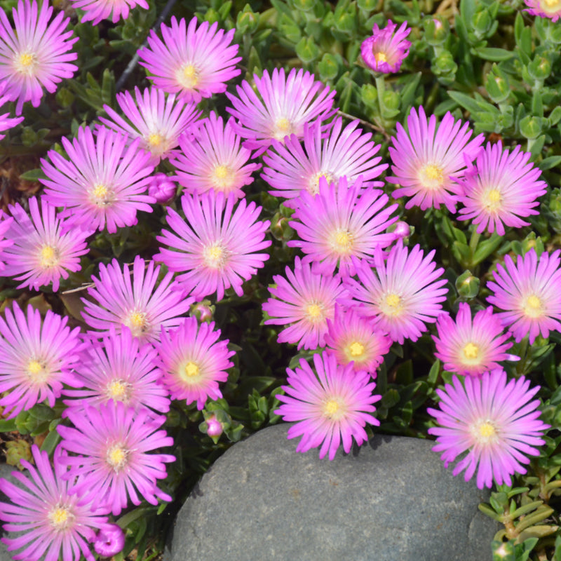 DELOSPERMA TABLE MOUNTAIN