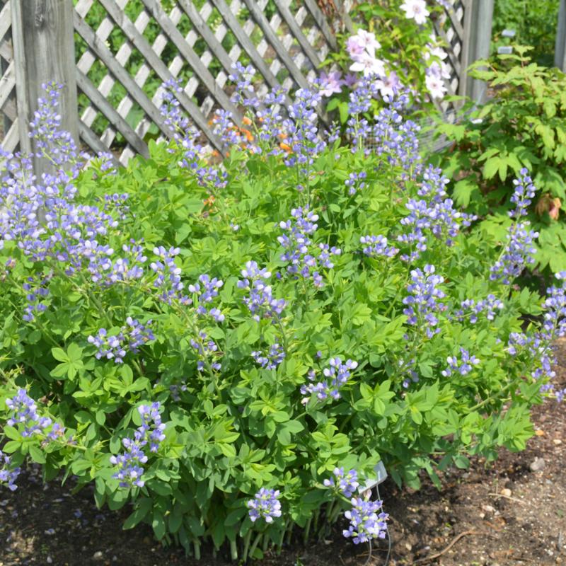 BAPTISIA AUSTRALIS