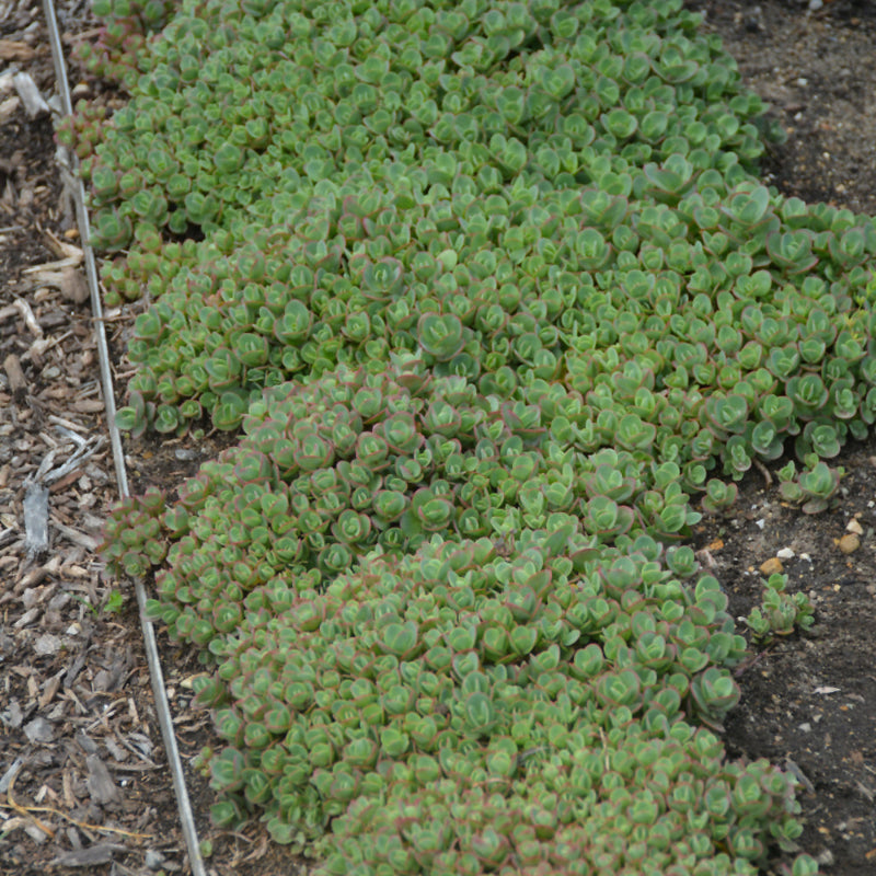 SEDUM LIME ZINGER