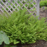 ATHYRIUM LADY IN RED