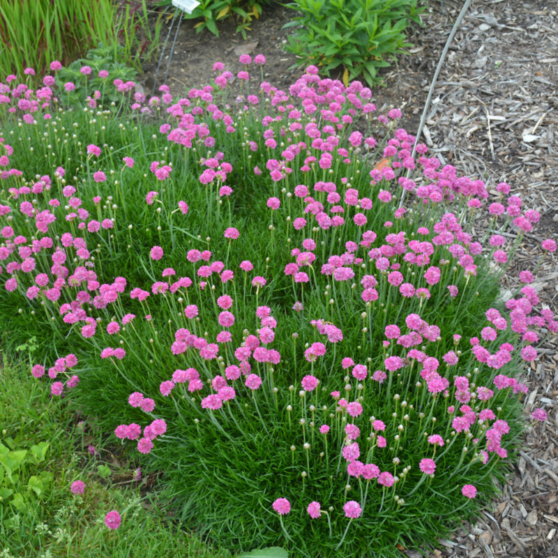 ARMERIA BLOODSTONE