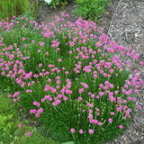 ARMERIA BLOODSTONE