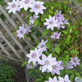 CLEMATIS NELLY MOSER