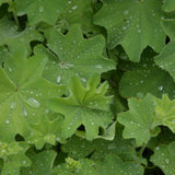 ALCHEMILLA MOLLIS