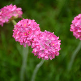 ARMERIA BLOODSTONE