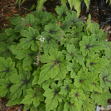 TIARELLA FINGERPAINT