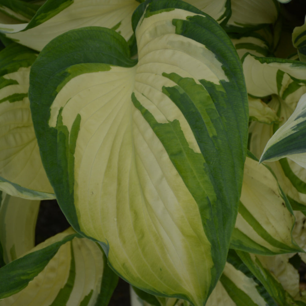 HOSTA VULCAN