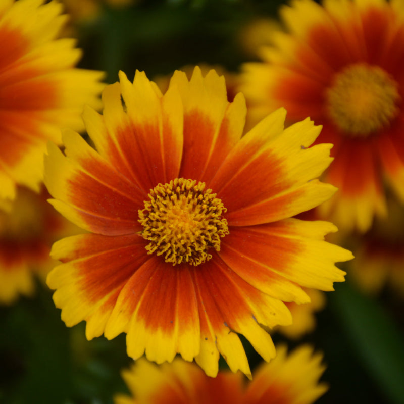 COREOPSIS UPTICK GOLD & BRONZE