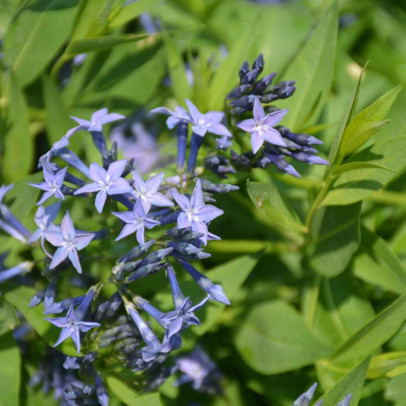 AMSONIA BLUE ICE