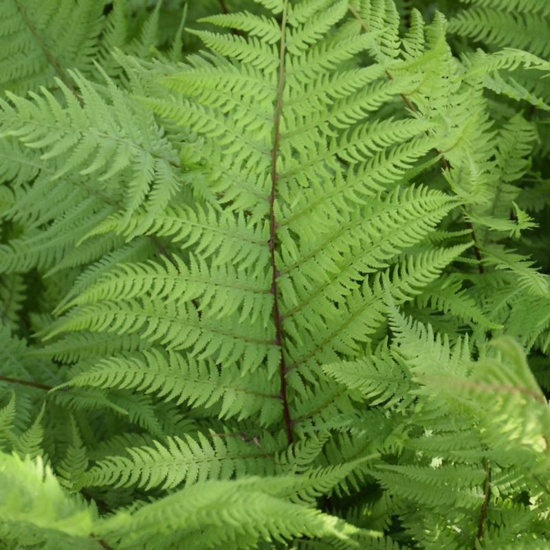 ATHYRIUM LADY IN RED