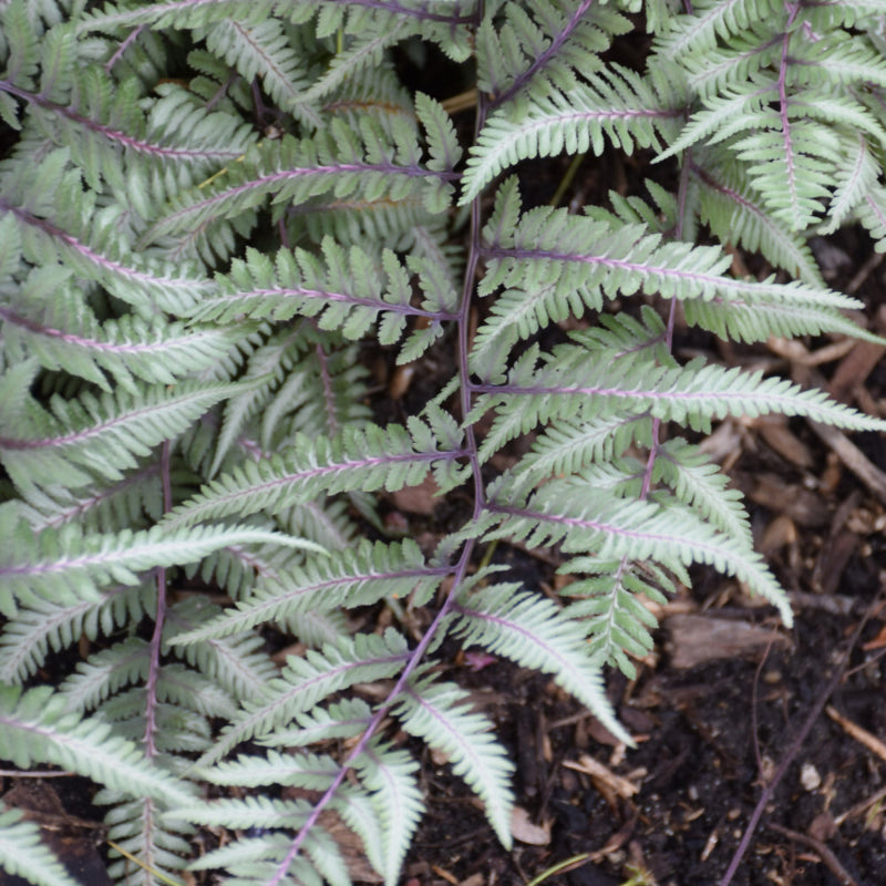 ATHYRIUM GODZILLA