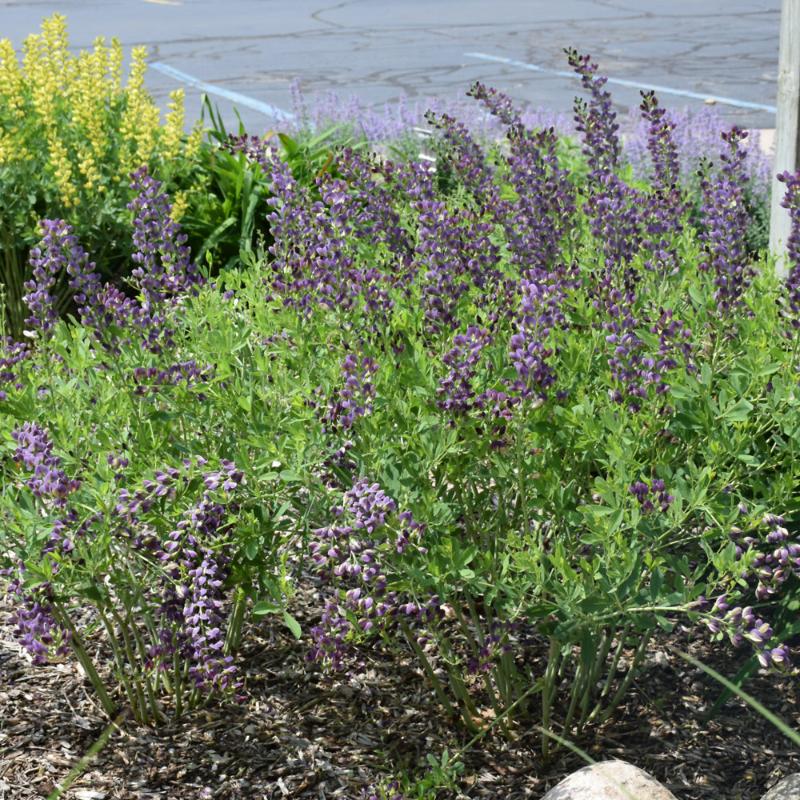 BAPTISIA GRAPE TAFFY