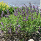 BAPTISIA GRAPE TAFFY