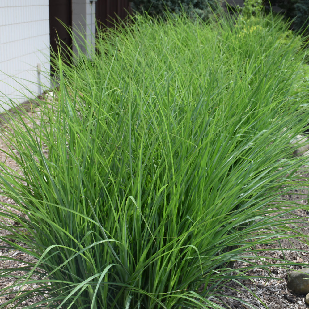 MISCANTHUS OKTOBERFEST