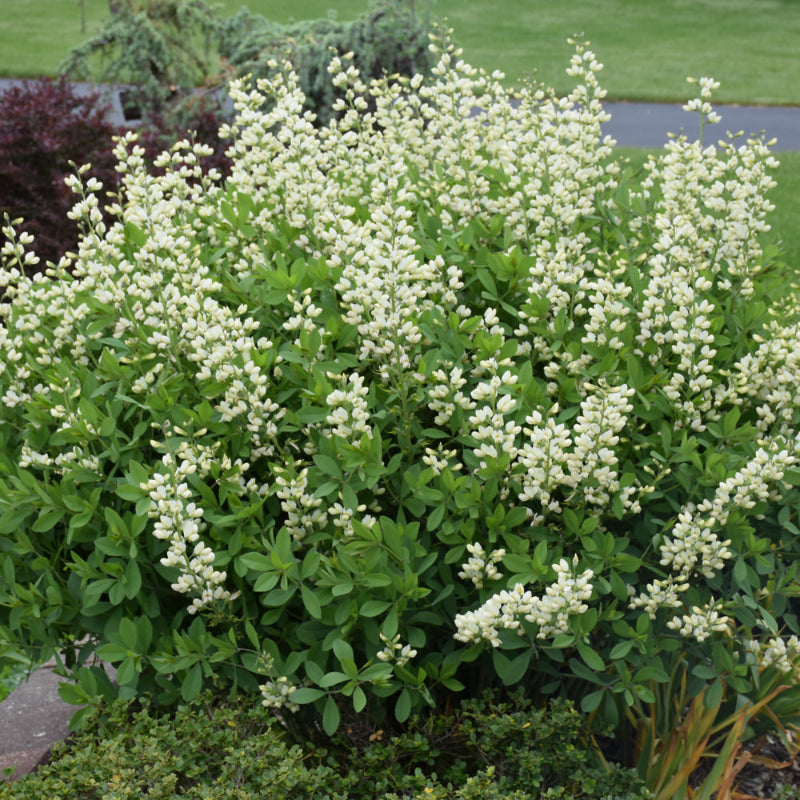 BAPTISIA VANILLA CREAM