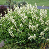 BAPTISIA VANILLA CREAM