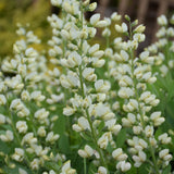 BAPTISIA VANILLA CREAM