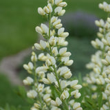 BAPTISIA VANILLA CREAM