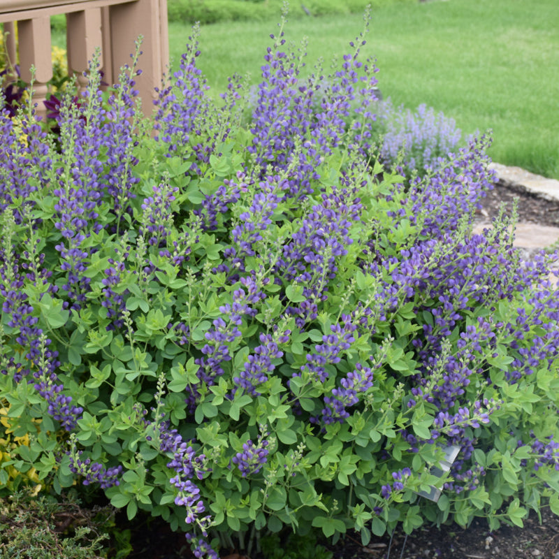 BAPTISIA SPARKLING SAPPHIRES