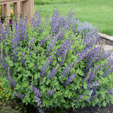 BAPTISIA SPARKLING SAPPHIRES