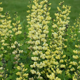 BAPTISIA LEMON MERINGUE