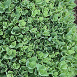 SEDUM CARL