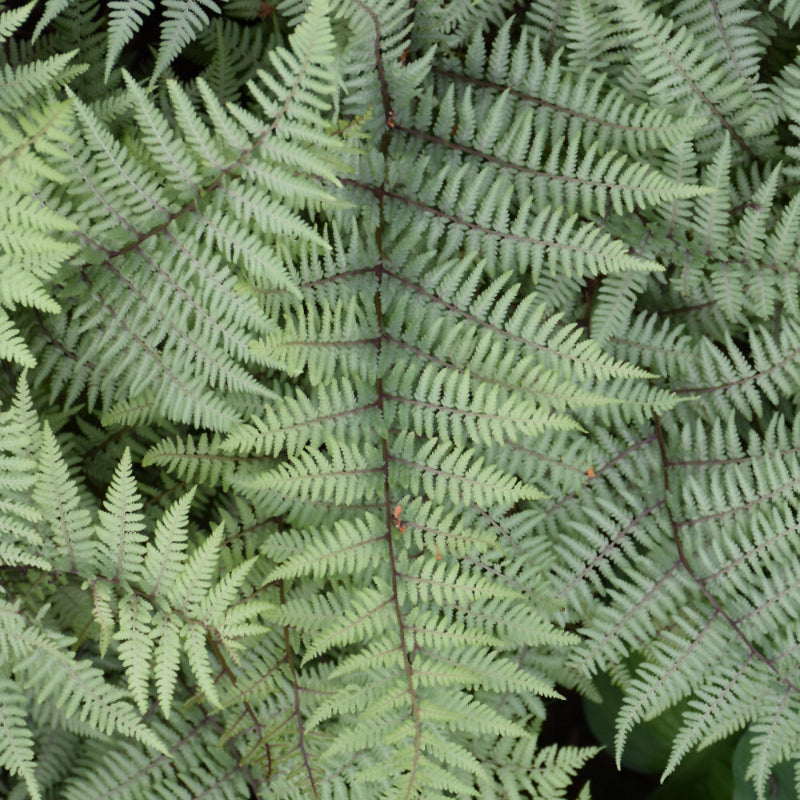 ATHYRIUM GHOST