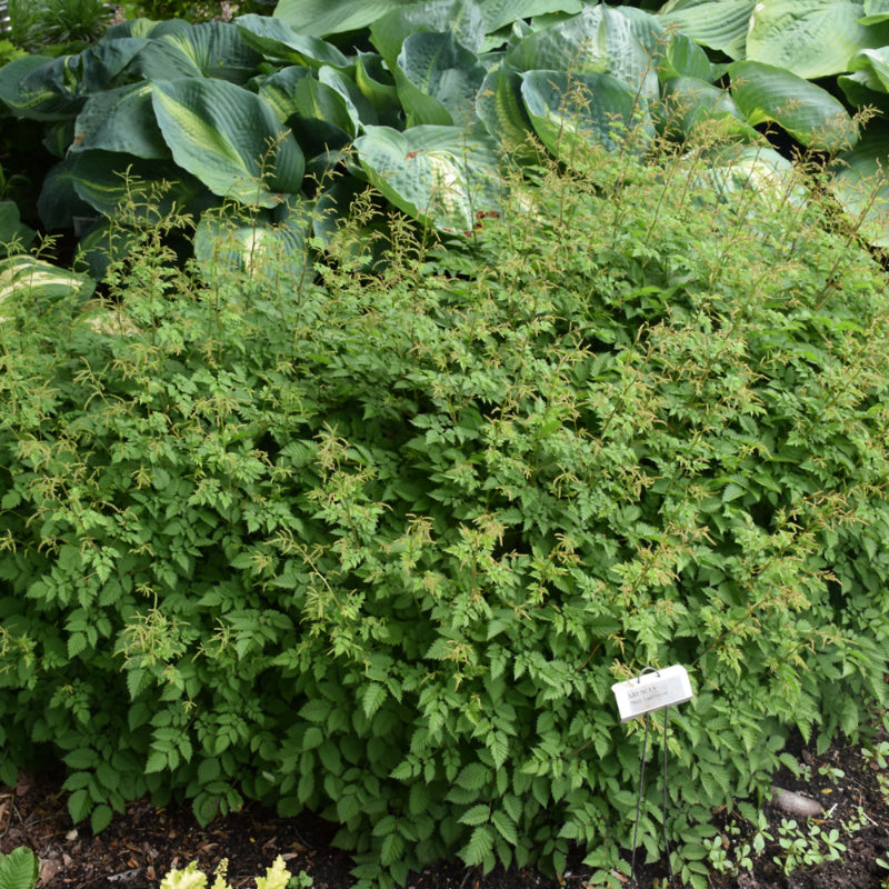 ARUNCUS MISTY LACE