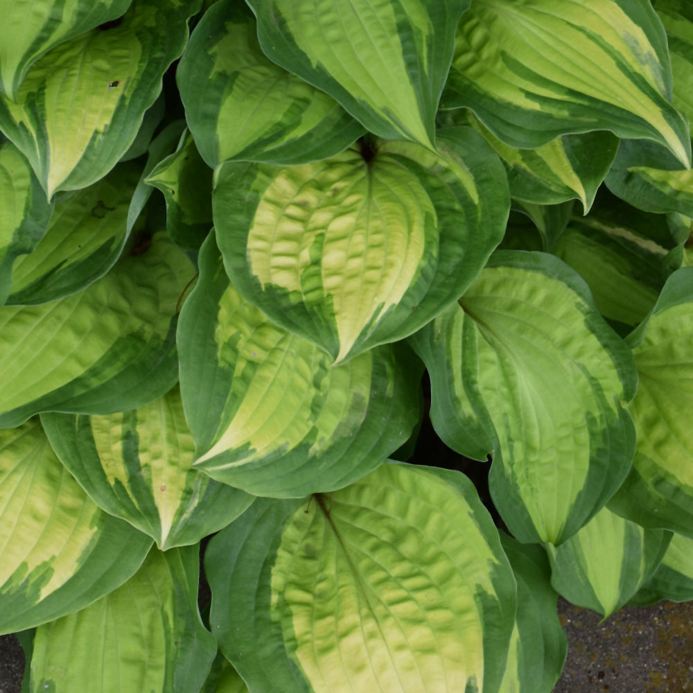 HOSTA ISLAND BREEZE