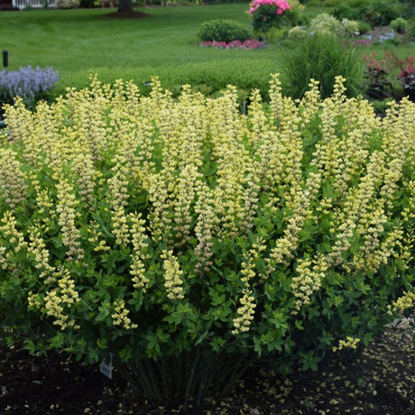 BAPTISIA LEMON MERINGUE