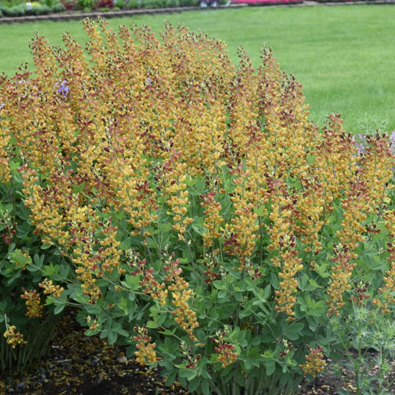 BAPTISIA CHERRIES JUBILEE