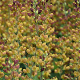 BAPTISIA CHERRIES JUBILEE