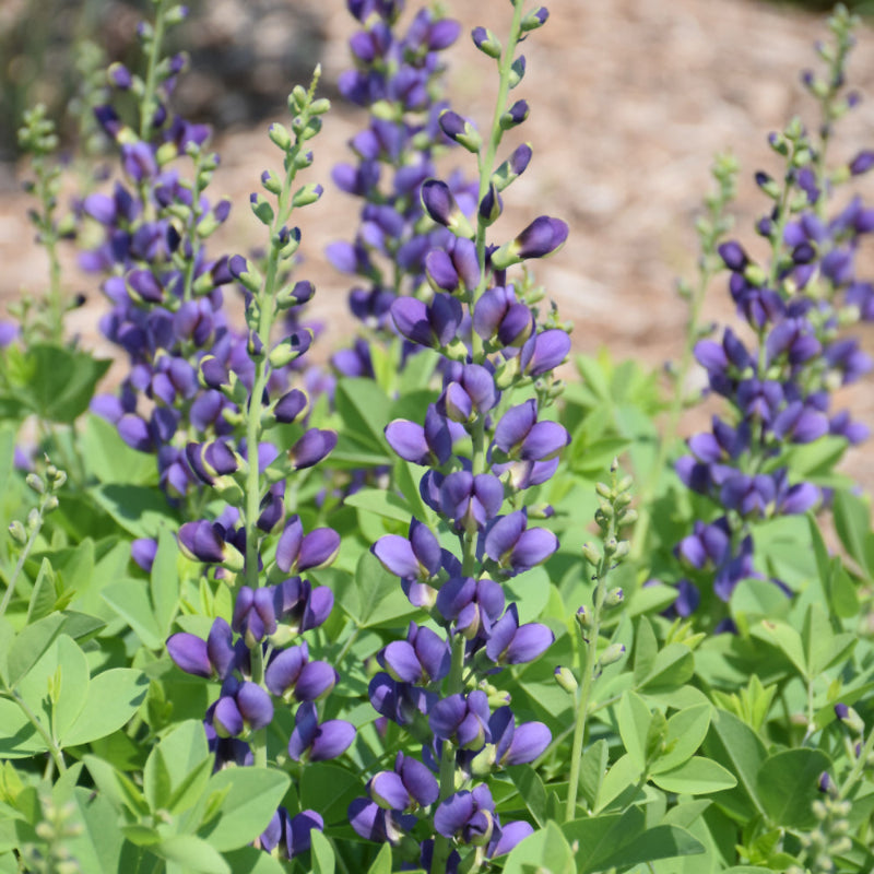 BAPTISIA SPARKLING SAPPHIRES