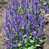 SALVIA VIOLET PROFUSION