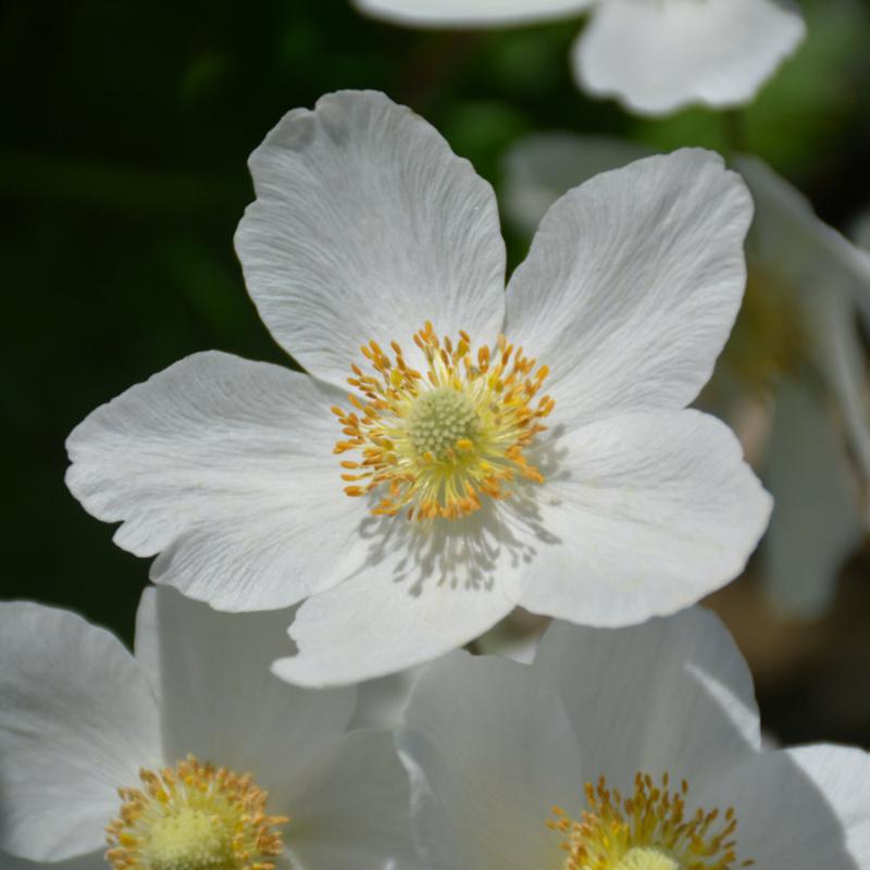 ANEMONE SYLVESTRIS