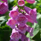 DIGITALIS CAMELOT ROSE