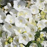 CAMPANULA PEARL WHITE